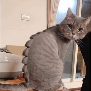 Meet your Posher, Noel